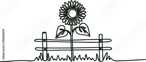 A sunflower grows behind a wooden fence in a field  rural landscape with a single flower blooming