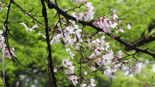 春の公園の満開の桜の風景