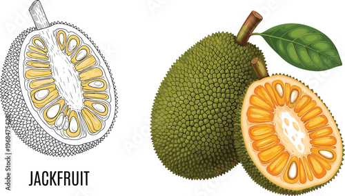 Jackfruit Vector Illustration Featuring Hand Drawn Outline and Realistic Color Whole and Cut Tropical Fruit Isolated on Transparent Background