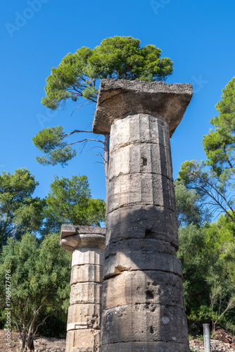 Ancient Columns and Growing Tree in Olympia, Greece