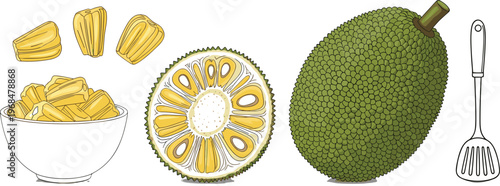 Jackfruit Vector Illustration Set Featuring Whole Cut Jackfruit with Bowl of Pulp and Outline Elements Tropical Exotic Food Design Collection