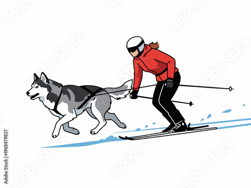 Siberian Husky pulling woman skier in skijoring sport