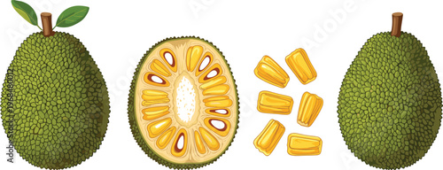 Jackfruit Vector Illustration Featuring Whole and Cut Jackfruit with Seed Pods Isolated Tropical Exotic Fruit in Clean Flat Design Style