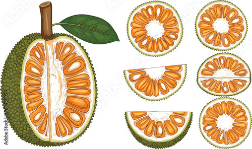 Jackfruit Slice Vector Set Featuring Whole and Multiple Cut Sections with Seeds Detailed Tropical Exotic Fruit Illustration in Flat Style