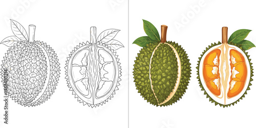 Durian Vector Illustration Featuring Hand Drawn Outline and Colored Whole and Cut Durian Tropical Exotic Fruit Isolated in Detailed Style