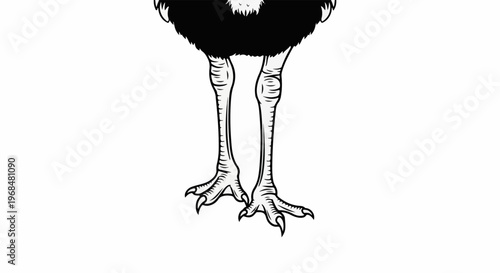 A black and white illustration of an ostrich's legs and feet on a white background