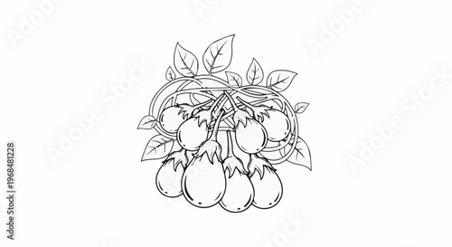A detailed line drawing of a cluster of ripe eggplants hanging from a vine