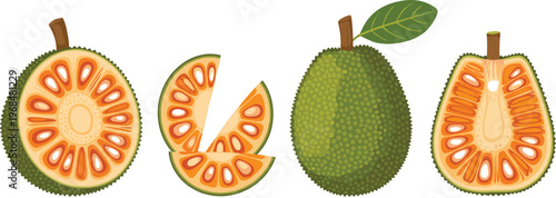 Jackfruit Vector Illustration Set Featuring Whole and Cut Jackfruit with Slice Variations and Seeds Tropical Exotic Fruit in Flat Design Style
