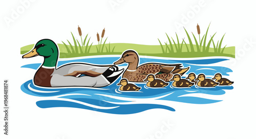 A mallard duck family swims in blue water with green grass and reeds