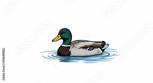 A mallard duck swims in calm blue water with ripples