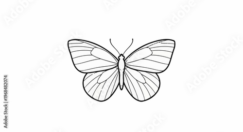 A simple line drawing of a butterfly with open wings