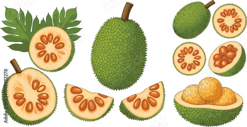 Durian Fruit Vector Illustration Set Featuring Whole Cut Slices and Flesh with Leaves Tropical Exotic Food in Detailed Flat Style Design