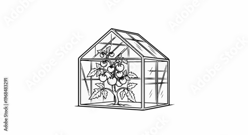 A black and white sketch of a greenhouse with a tomato plant