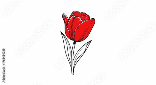 A single red tulip with black outline and two leaves