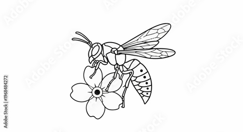 A line art illustration of a wasp perched on a flower
