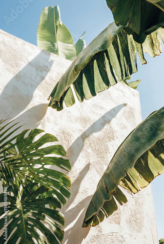Minimalist Tropical Foliage Composed Against Rough White Surface With Deep Sunlight Shadows