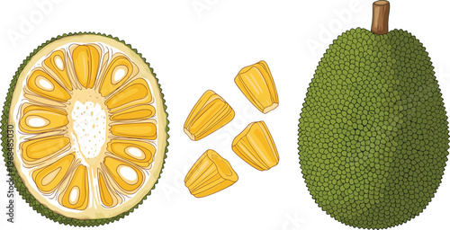 Jackfruit Vector Illustration Featuring Whole and Cut Jackfruit with Seed Pods Isolated Tropical Exotic Fruit in Detailed Flat Design Style