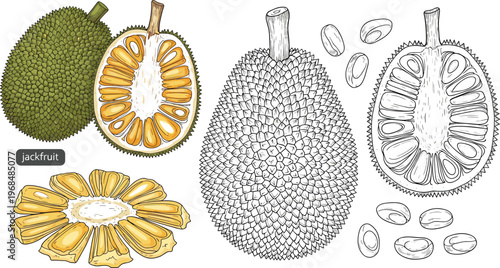 Jackfruit Vector Set Featuring Whole Cut and Seed Elements with Hand Drawn Outline and Colored Tropical Fruit Illustration Collection