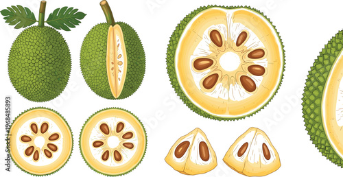 Breadfruit Vector Illustration Set Featuring Whole and Cut Breadfruit with Seeds and Slices Tropical Exotic Fruit in Detailed Flat Style