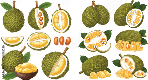 Durian Fruit Vector Collection Featuring Whole Cut and Sliced Durian with Seeds and Pulp Detailed Tropical Exotic Food Illustration Set