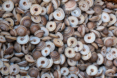 Canvastavla Schneckenhäuser der Sonnenuhr-Schnecken
