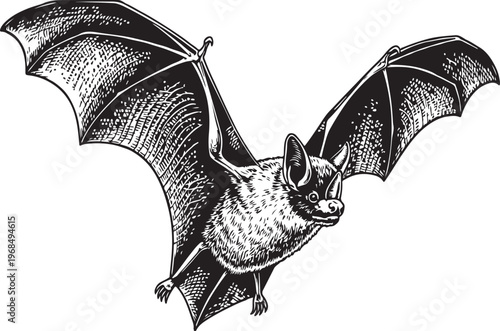 A detailed black and white illustration of a flying bat in mid-flight sketch vector illustration