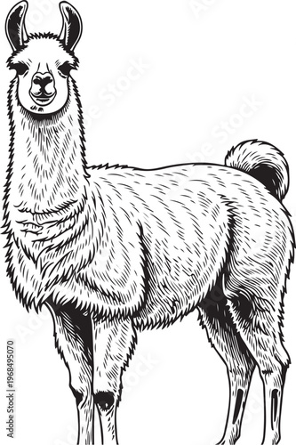 A detailed illustration of a standing llama with long fur and distinctive curved horns sketch vector illustration