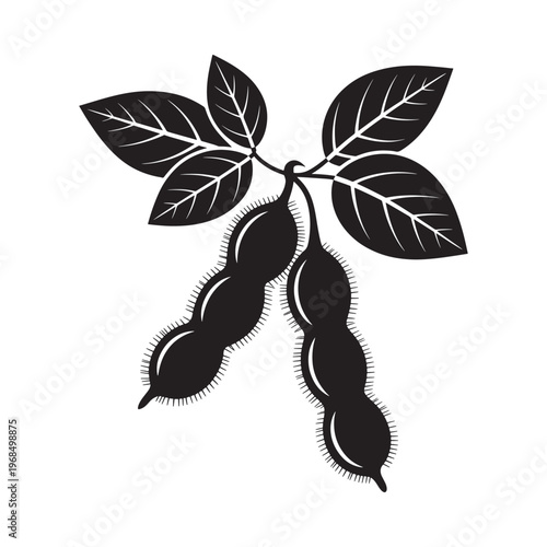 Black and white illustration of soybean pods with leaves a botanical study