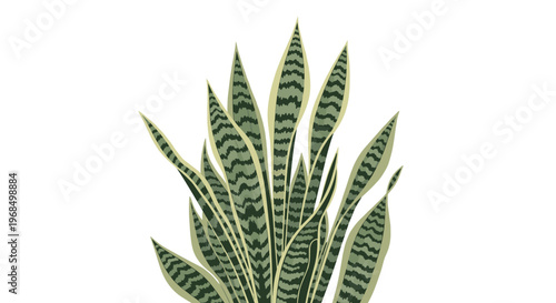 Detailed illustration of a snake plant with its characteristic tall patterned green leaves is shown against a plain white background.