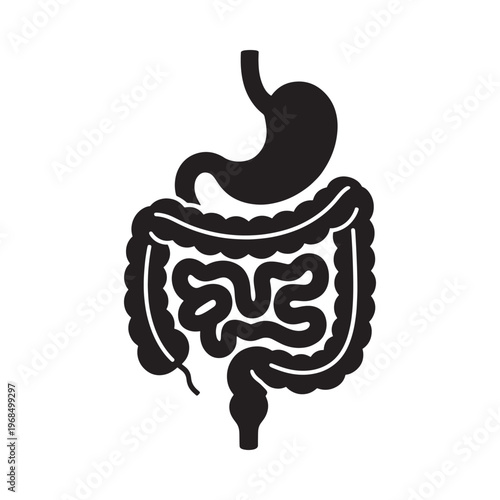 Simple illustration of the human stomach and intestinal tract anatomy