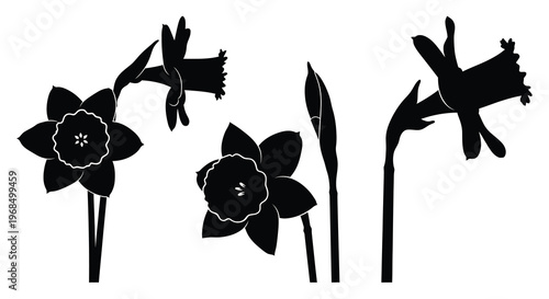 Delicate daffodil blooms presented in a striking black silhouette