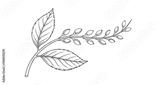 Detailed black and white line drawing depicts a plant branch with serrated leaves and a long cluster of small berries.