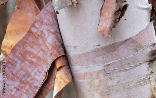 Tableau sur toile Close up of paper birch bark texture