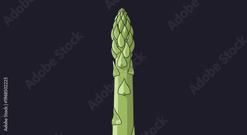 Detailed drawing of a fresh asparagus spear head showing the overlapping scales and texture for healthy vegetable and culinary food art.