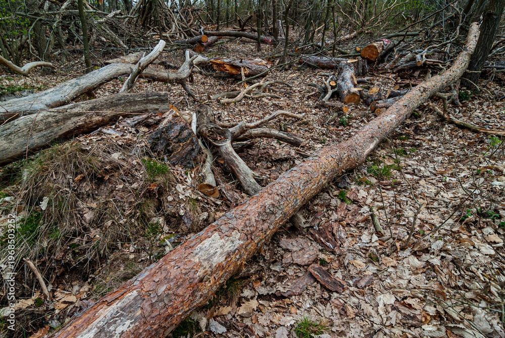 Fototapeta premium Totholz im Wald
