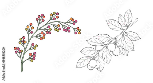 Branch of colorful berries in autumn shades next to a black and white line art version of a leafy fruiting branch.