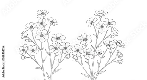 Delicate wildflowers with small petals and stems illustrated as a black and white line art sketch on white background.