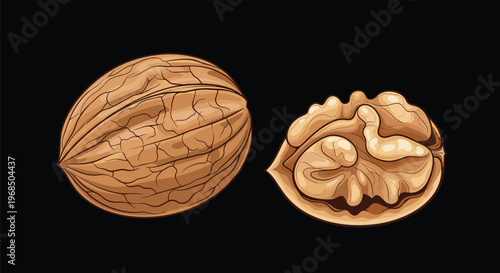 Detailed illustration of a whole walnut and a half walnut with the kernel visible inside the shell set against a solid black background.