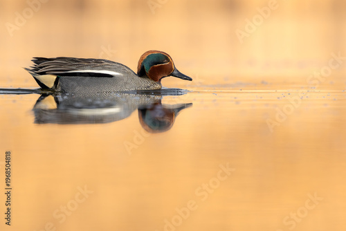 Teal  on the water