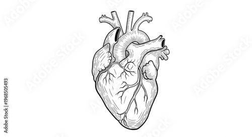 Detailed anatomical drawing of a human heart showing major arteries and veins in a vintage woodcut or engraving style.