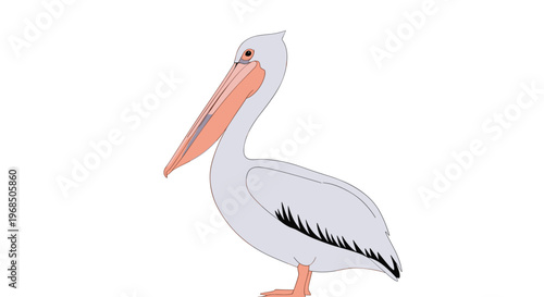 Colorful illustration of a large white pelican with a long pinkish orange beak standing against a plain white background.