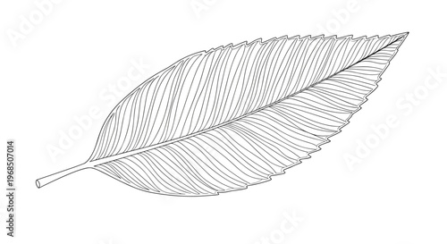 Detailed line drawing of an oblong leaf features a serrated edge and numerous parallel veins branching from the center.