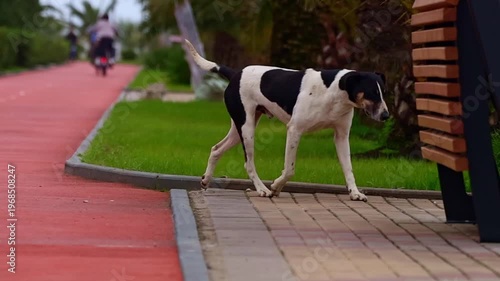 Medium-sized black and white dog walks along a pathway. In the background are people and children