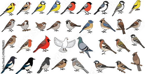 Collection of colorful bird species illustrations featuring various songbirds in flat style for wildlife education nature and design use