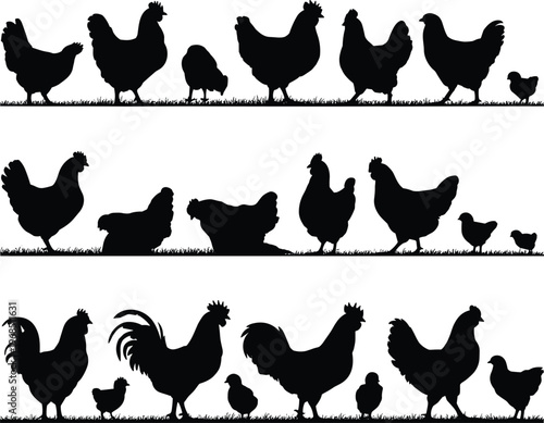 PrintChicken silhouette vector, poultry illustration, farm animals, chicks on grass, black outline, rural design, agriculture icon, livestock art, nature scene, editable graphic