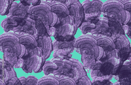 seamless pattern with purple flowers