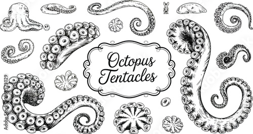 Detailed Ink Sketch of Octopus Tentacles and Suction Cups, Hand Drawn Marine Illustration Isolated on White Background for Tattoo Design, Ocean Art, and Scientific Study