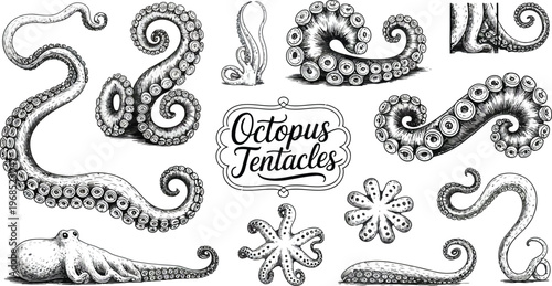 Detailed Ink Sketch of Octopus Tentacles and Suction Cups, Hand Drawn Marine Illustration Isolated on White Background for Tattoo Design, Ocean Art, and Scientific Study
