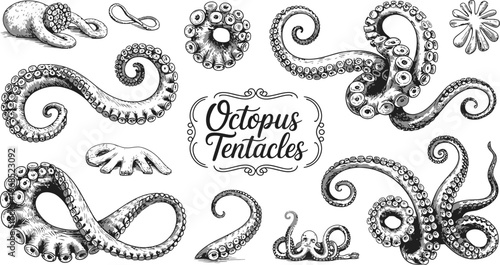 Detailed Ink Sketch of Octopus Tentacles and Suction Cups, Hand Drawn Marine Illustration Isolated on White Background for Tattoo Design, Ocean Art, and Scientific Study
