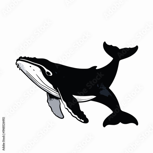 Vintage Style Flat Vector Illustration of a Single Humpback Whale Breaching, Minimalist Marine Biology Engraving Concept Isolated on White Background for Aquatic Nature Design